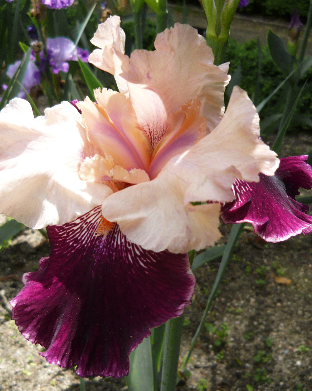 Iris Wench