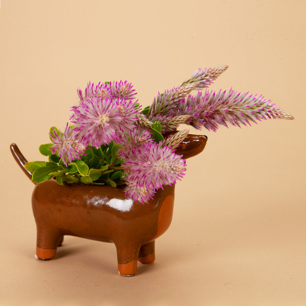 Joey Improved Ptilotus Plants