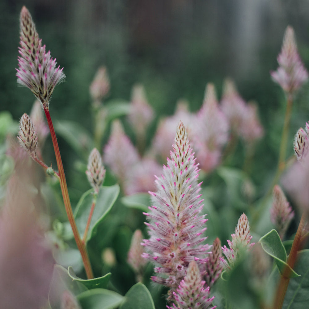 Joey Improved Ptilotus Plants