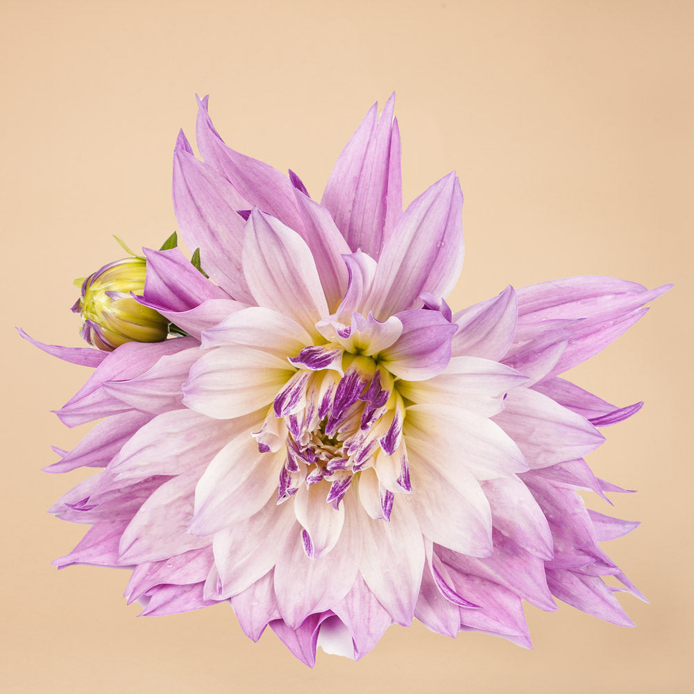 Labyrinth Two Tone Dahlia
