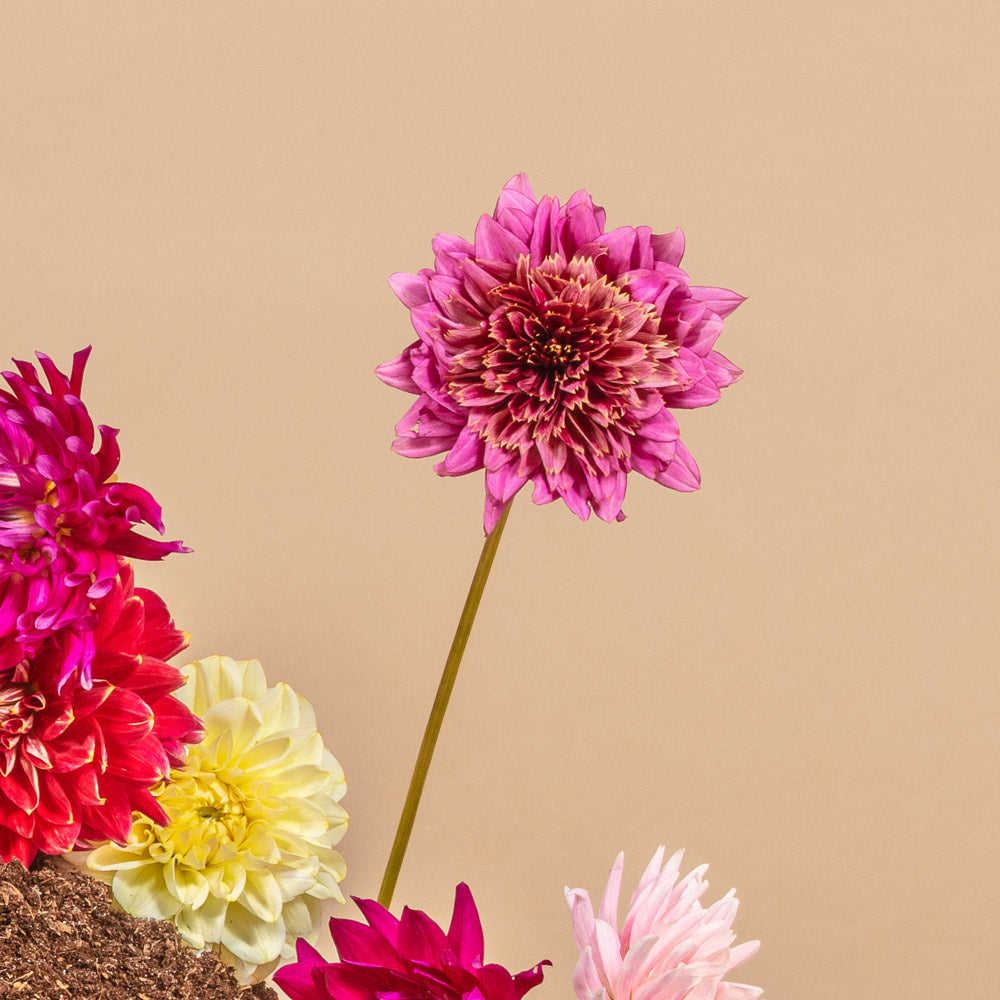 Mambo Dahlia