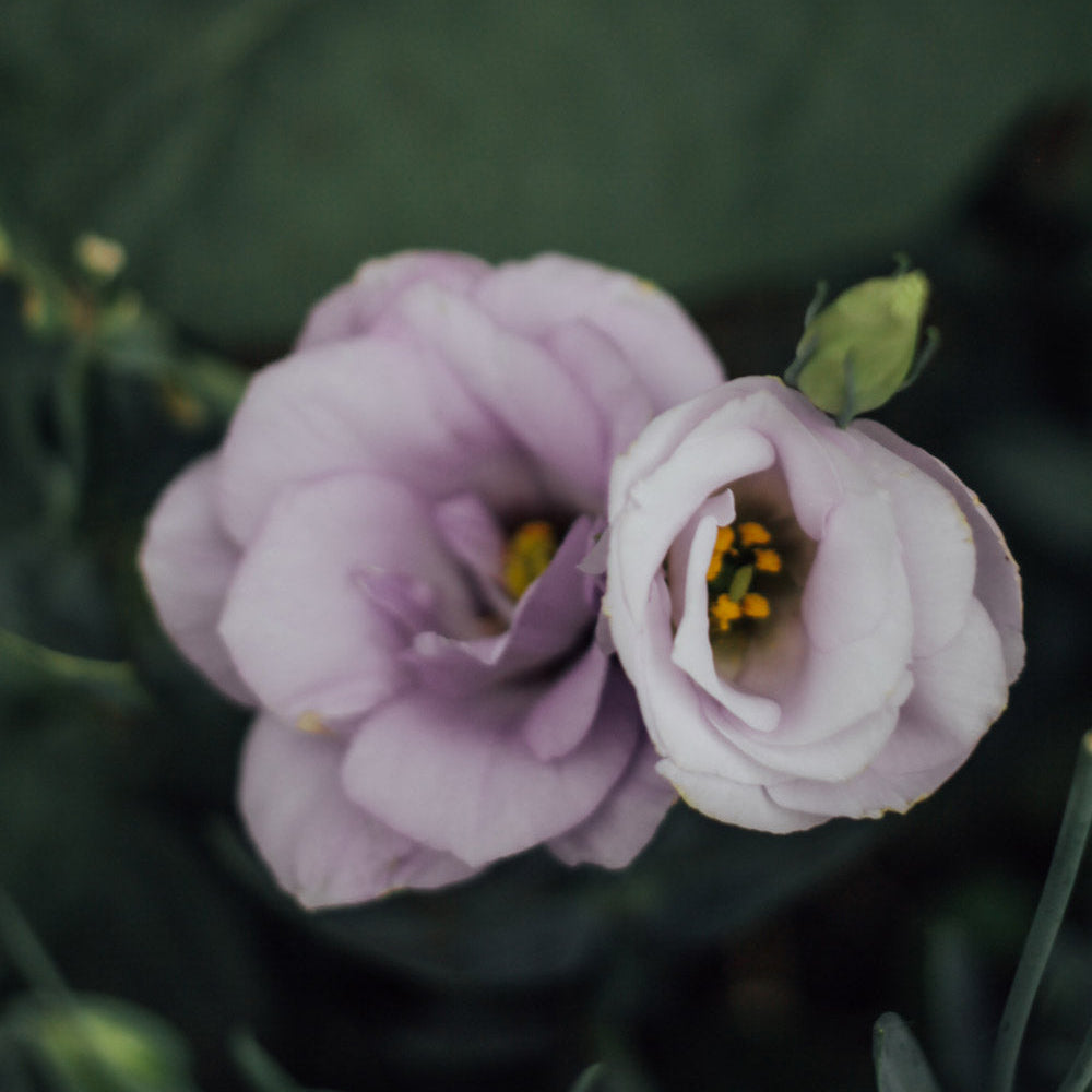 Echo Lavender Lisianthus Plants