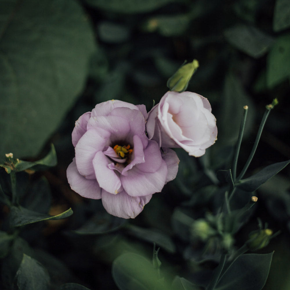 Echo Lavender Lisianthus Plants