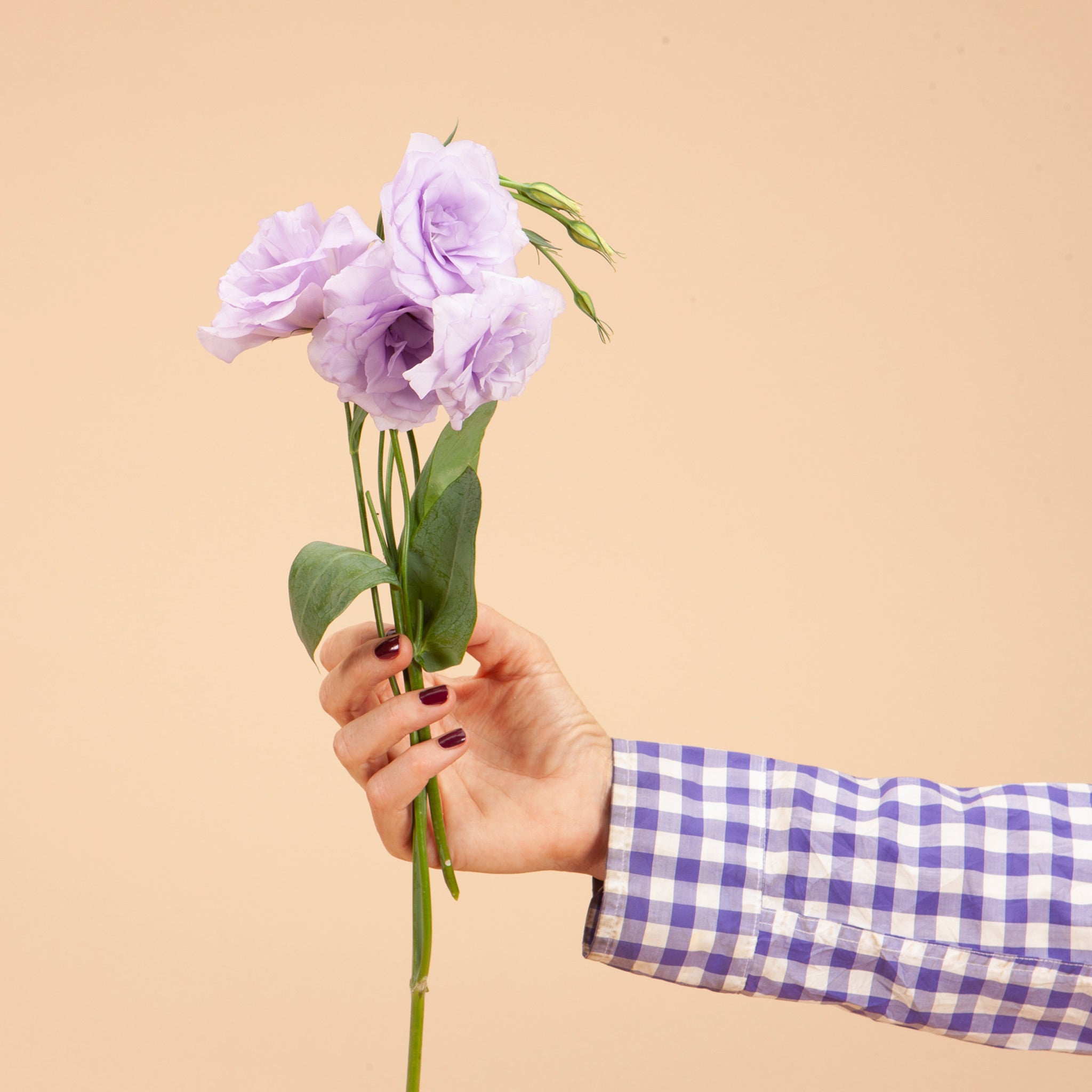 Roseanne 1 Brown Lisianthus Plants – Plantgem