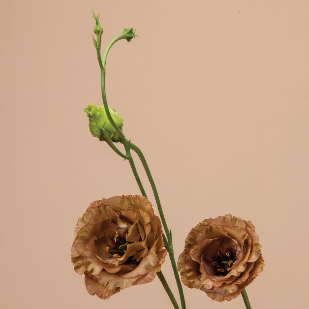 Rosanne Brown Lisianthus Plants