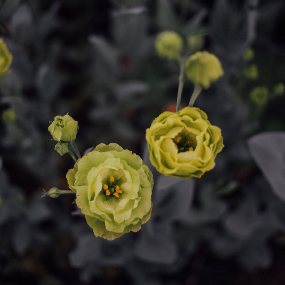 Roseanne Green Lisianthus Plants