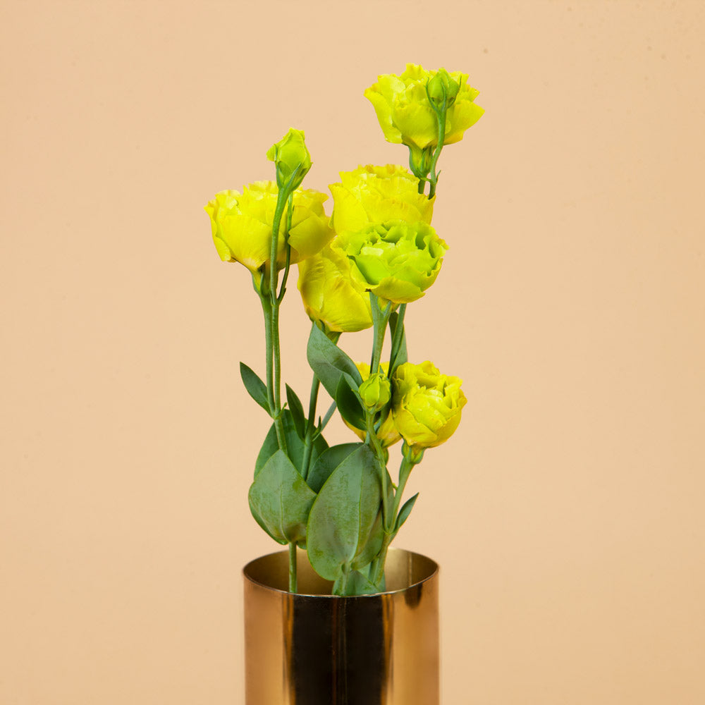 Roseanne Green Lisianthus Plants