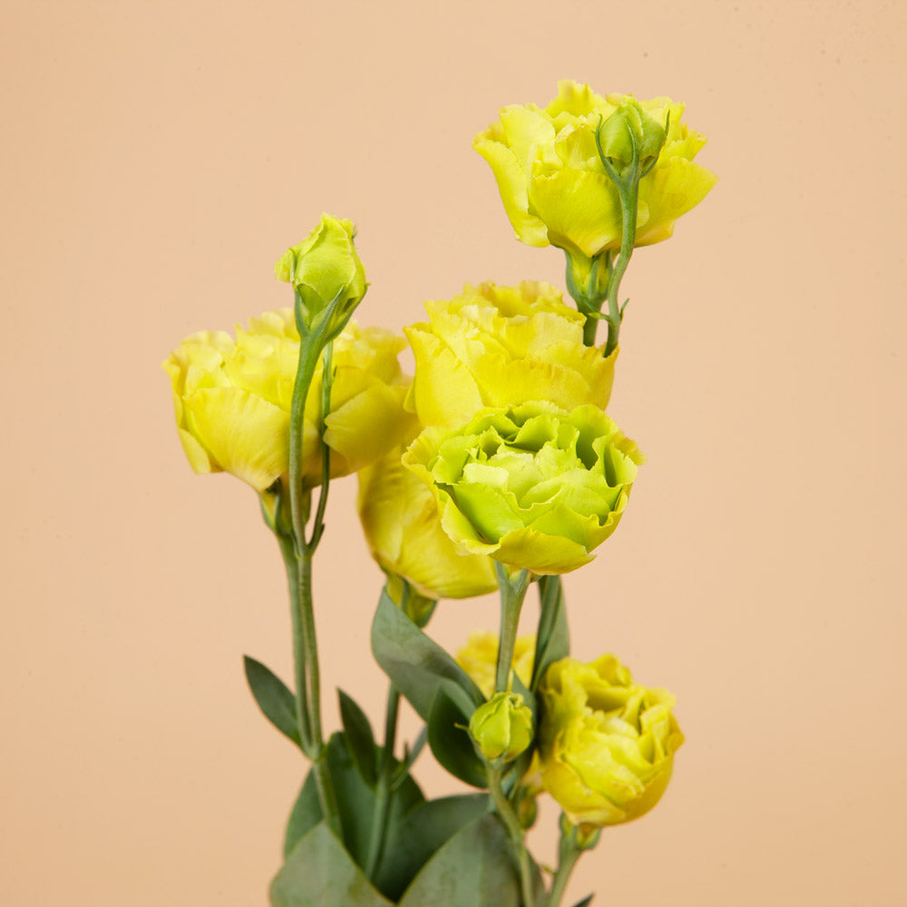 Roseanne Green Lisianthus Plants