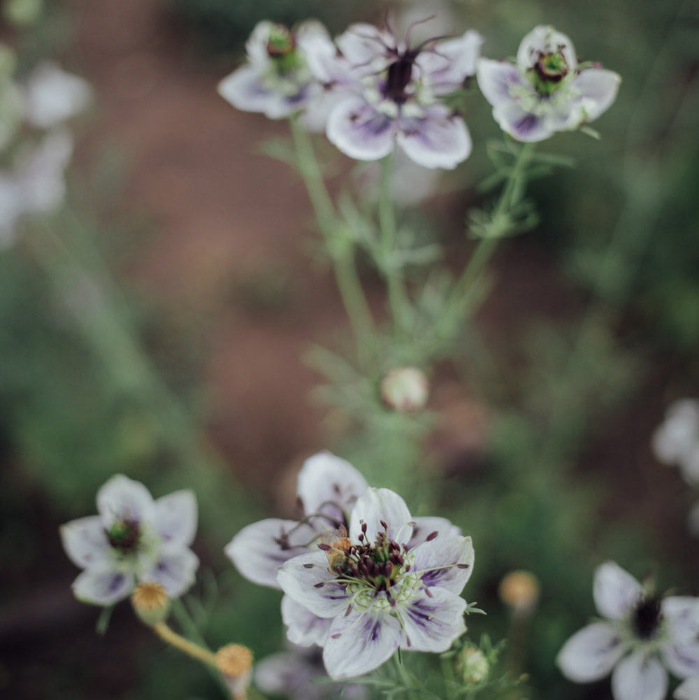 Delft Blue Love In A Mist Plants