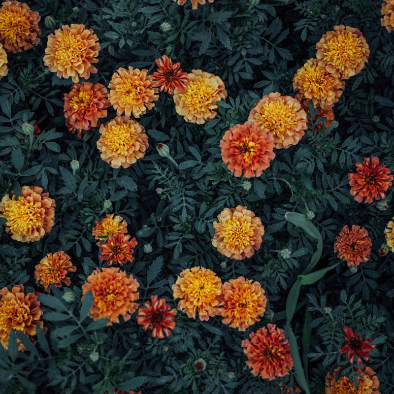 Strawberry Blonde Marigold Seeds