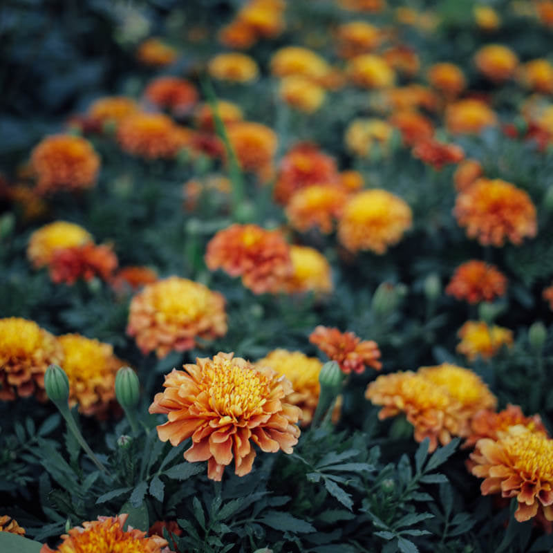 Strawberry Blonde Marigold Seeds