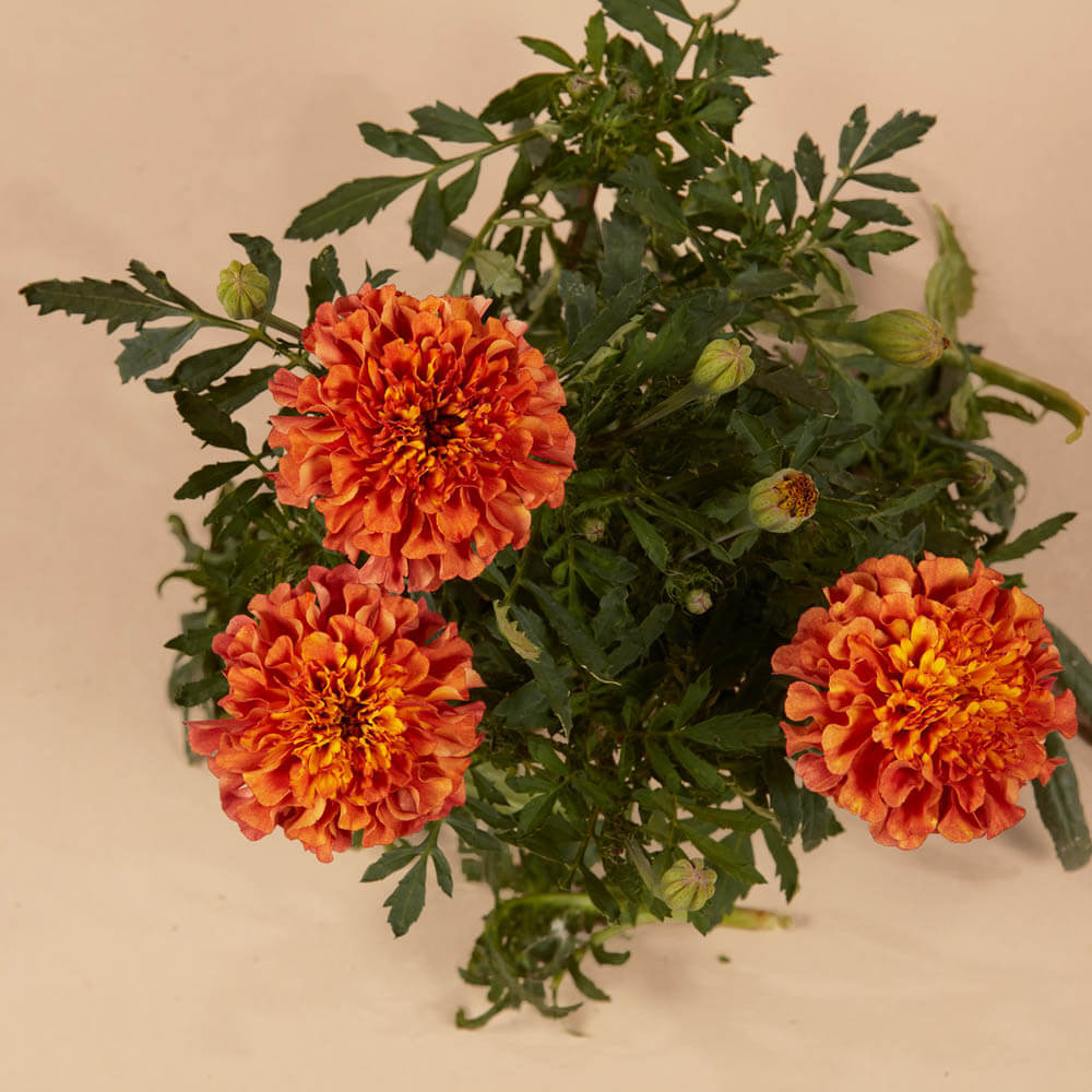 Strawberry Blonde Marigold Seeds