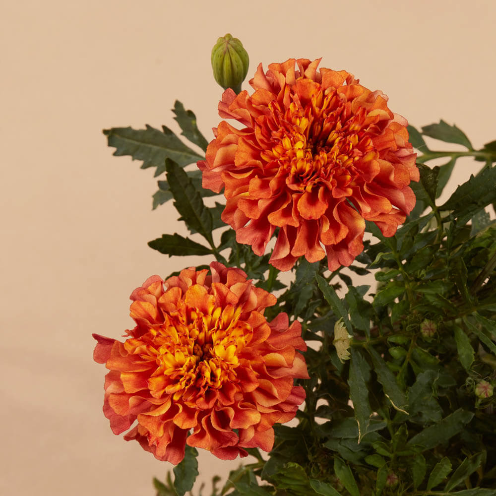 pink marigold plant