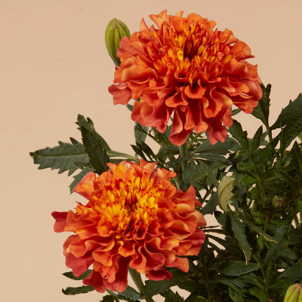 Strawberry Blonde Marigold Seeds