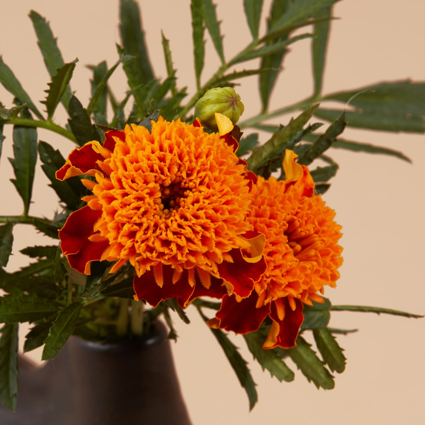 Tiger's Eye Marigold Plants