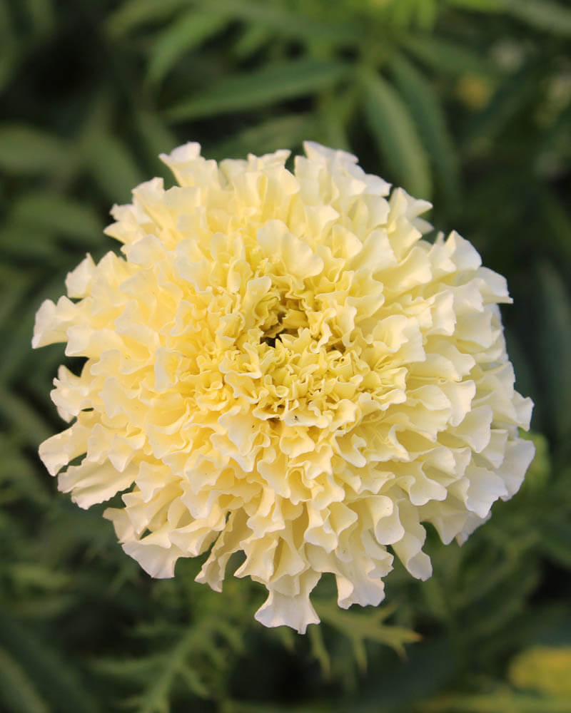 Kilimanjaro White Marigold Seeds