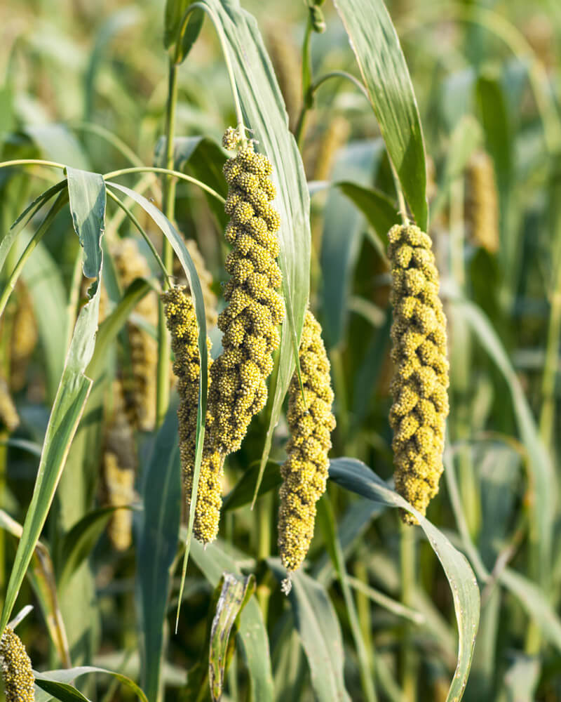 Millet Limelight Seeds