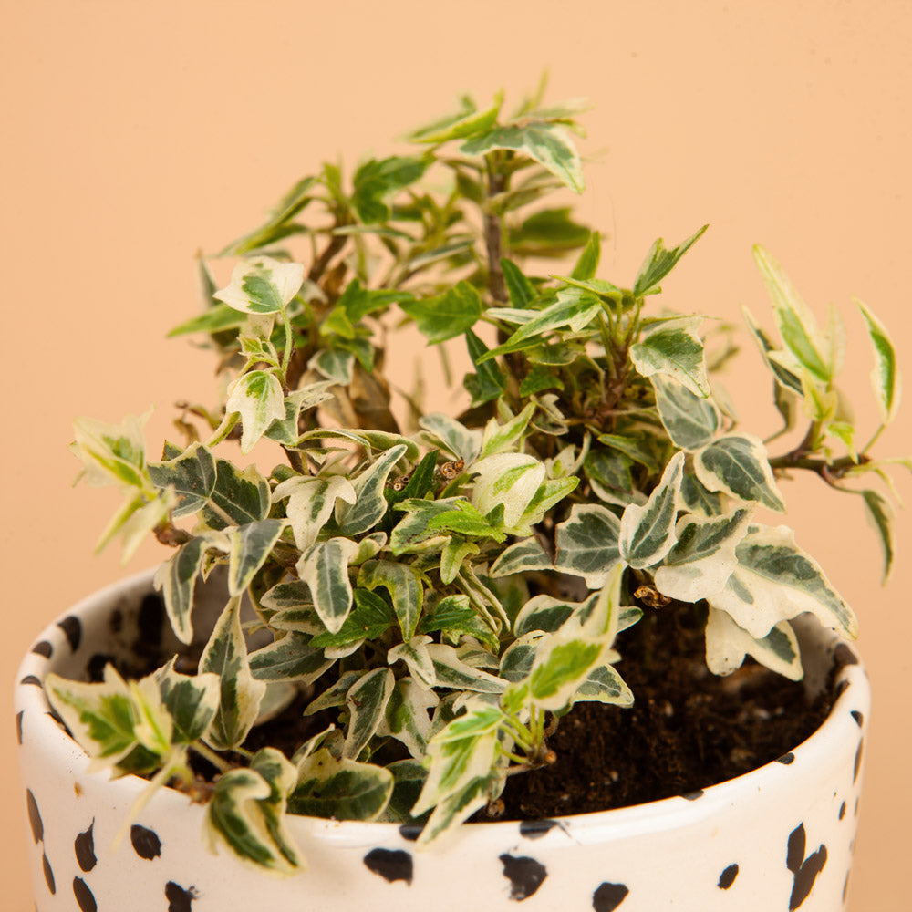 Mini Easter English Ivy