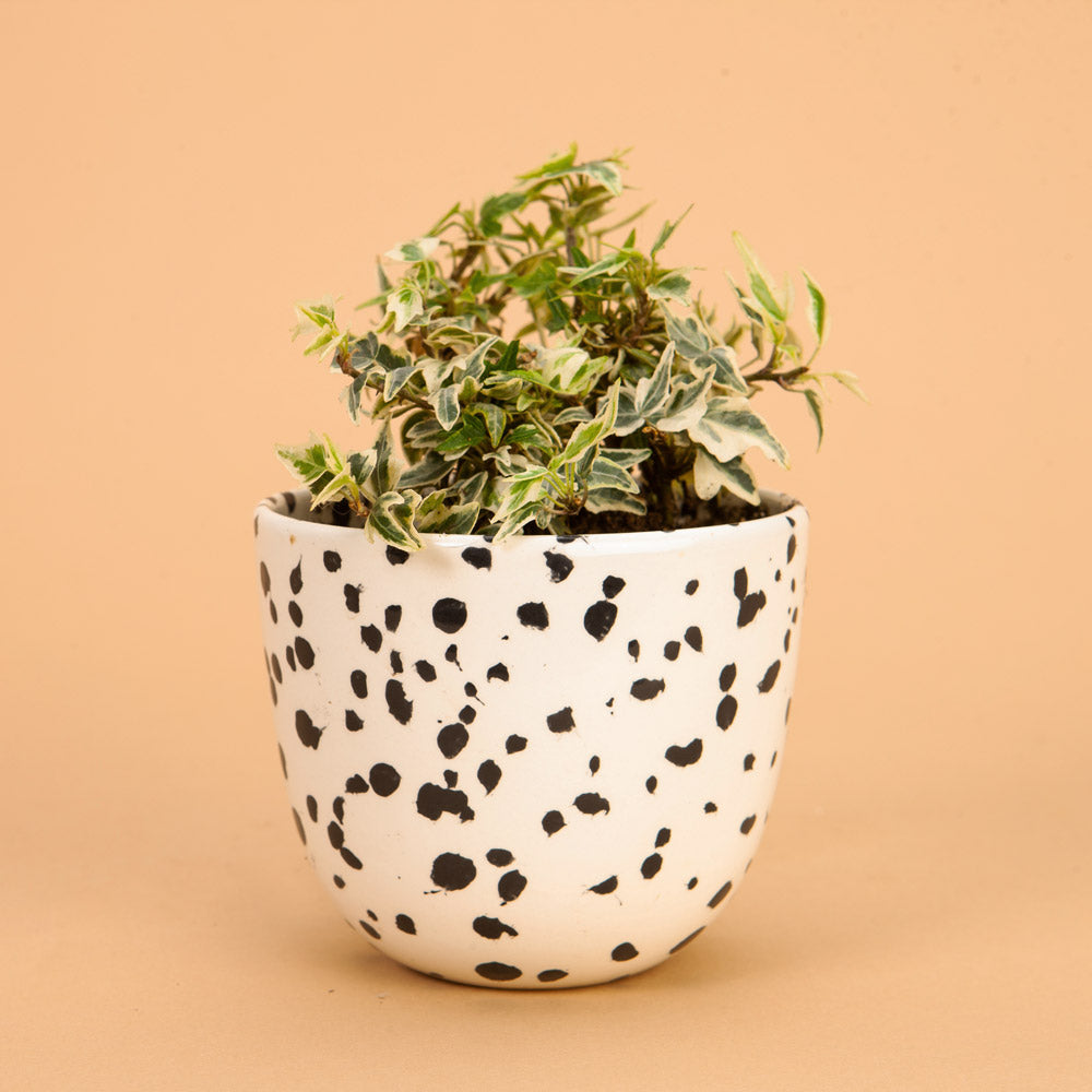 Mini Easter English Ivy