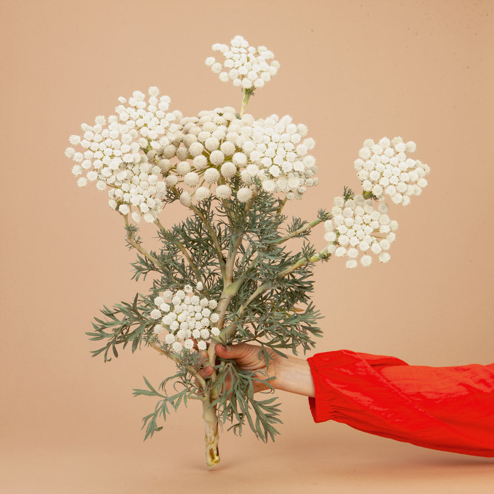 Moon Carrot Plants