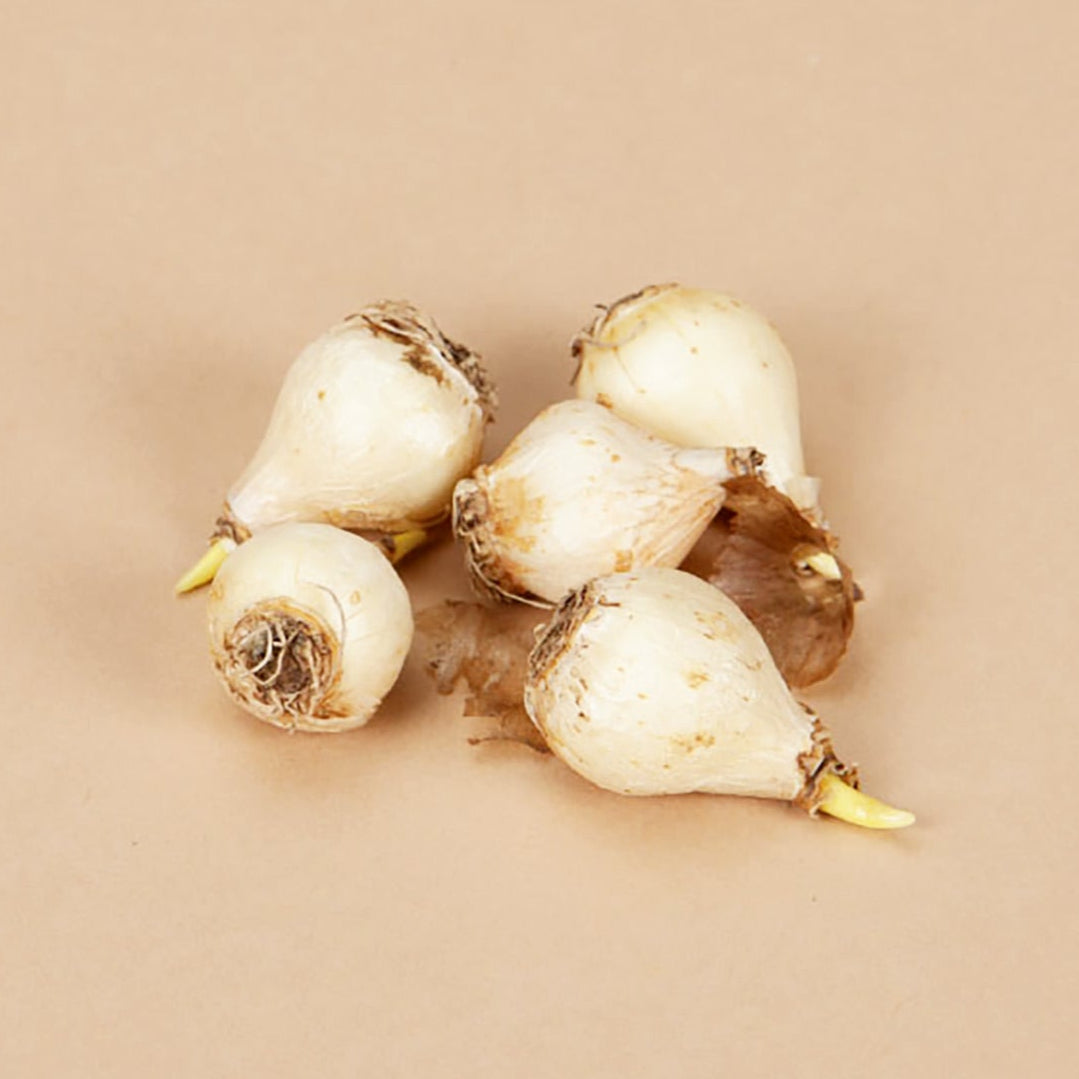 Christophii Allium Bulbs