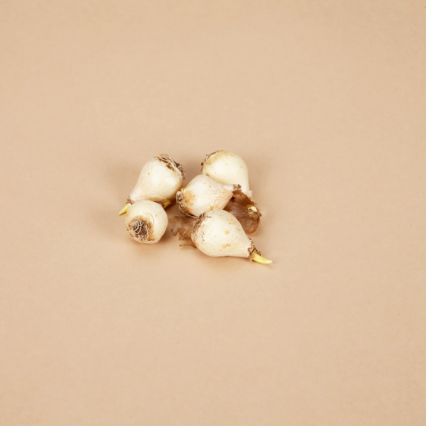 Valerie Finnis Muscari Bulbs