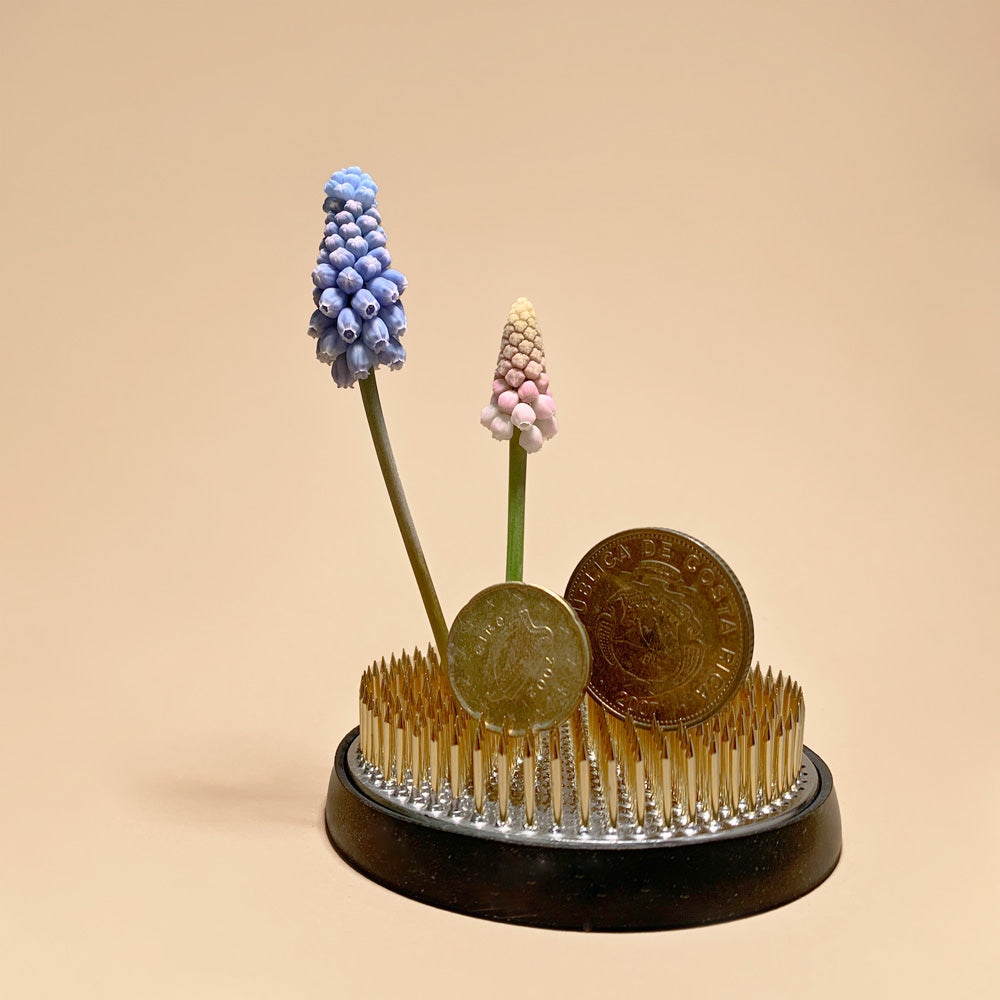 Valerie Finnis Muscari Bulbs