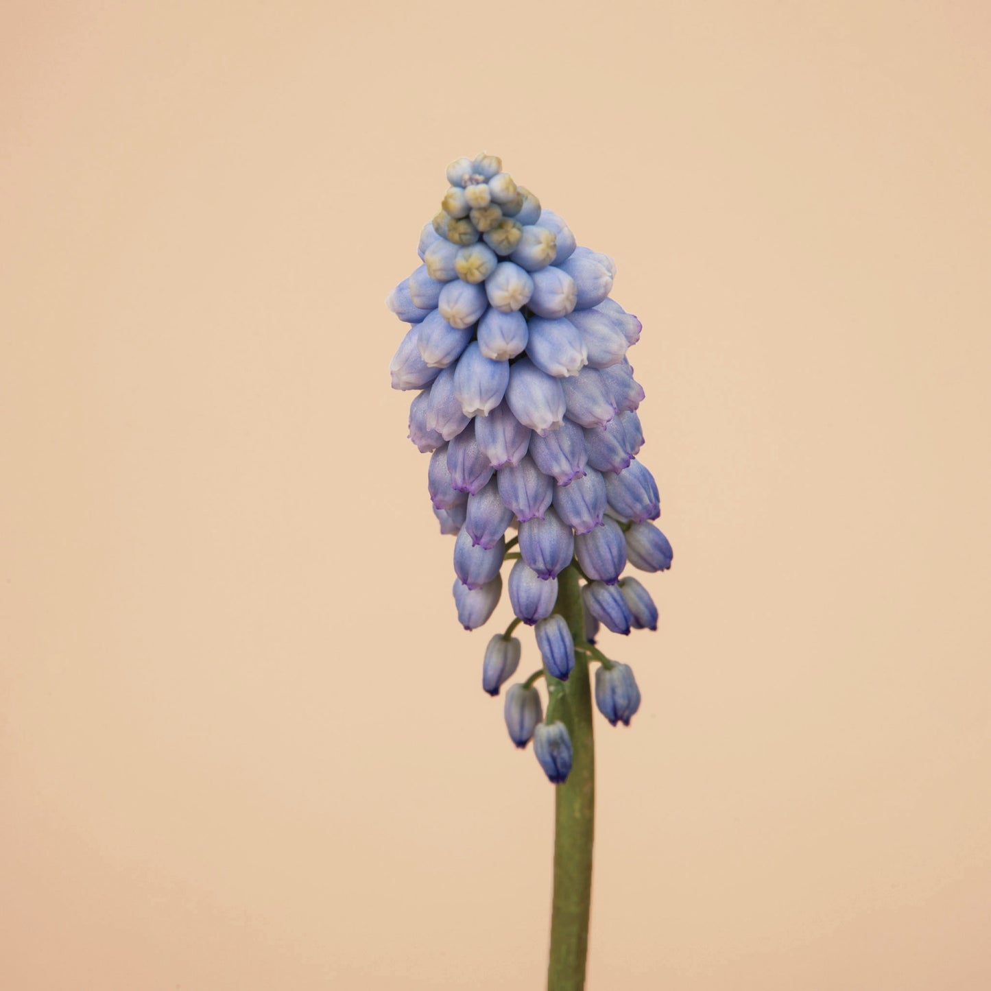 Valerie Finnis Muscari Bulbs