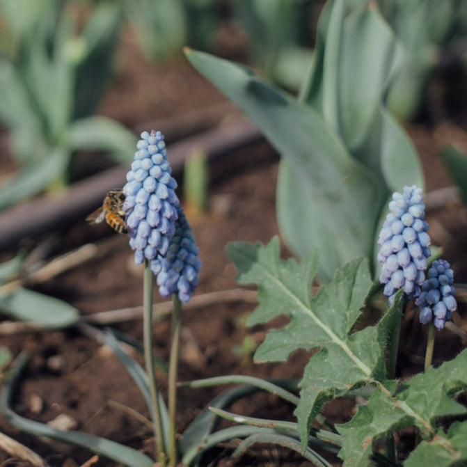 Valerie Finnis Muscari Bulbs