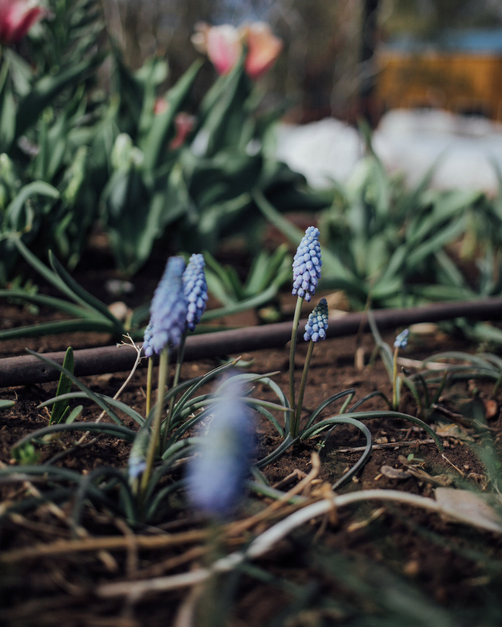 Valerie Finnis Muscari Bulbs