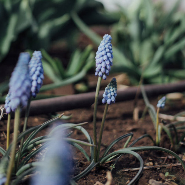 Valerie Finnis Muscari Bulbs