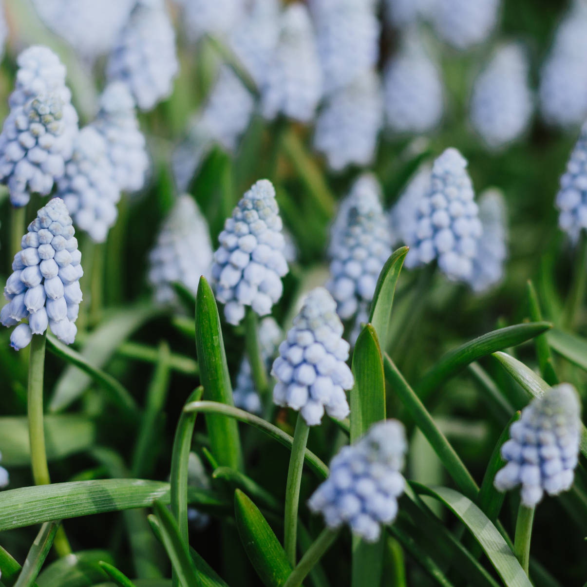 Valerie Finnis Muscari Bulbs