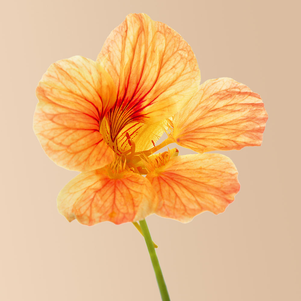 Tip Top Alaska Nasturtium Salmon Seeds