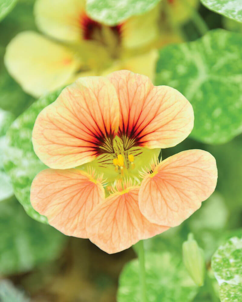 Nasturtium Tip Top Alaska Salmon Seeds