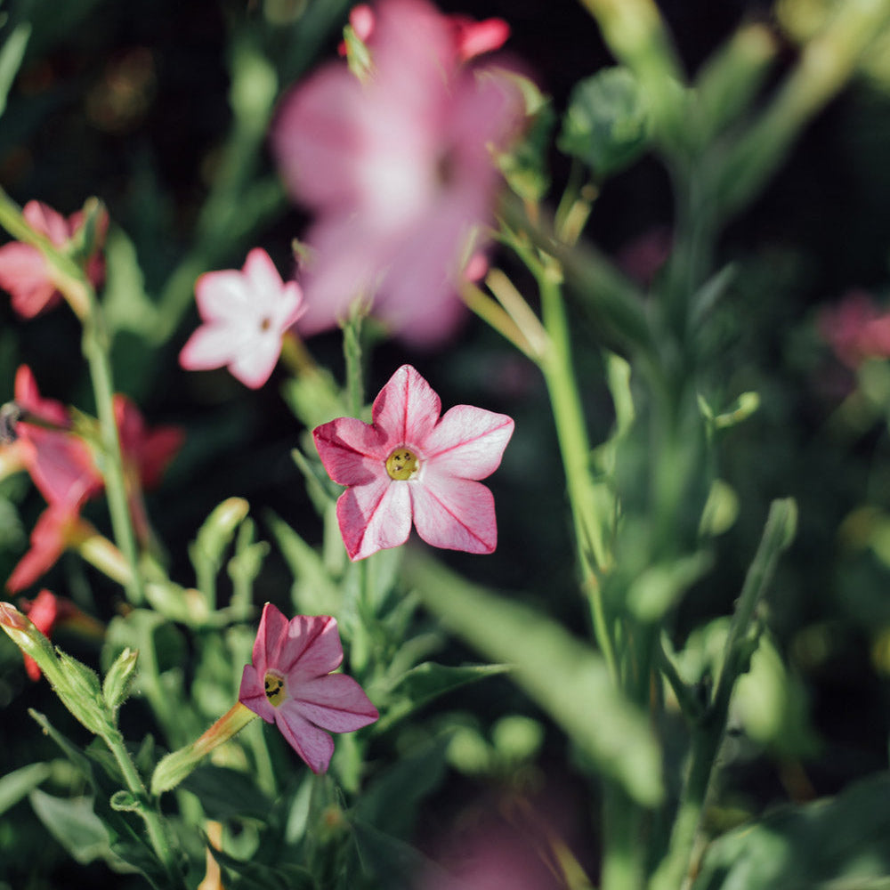 Perfume Bright Rose Nicotiana Plants