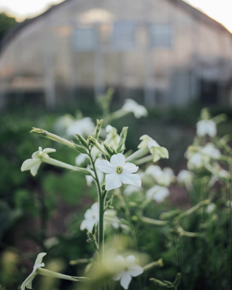 Nicotiana White Perfume Seeds
