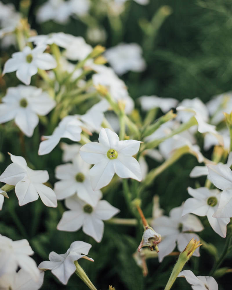 Nicotiana White Perfume Seeds