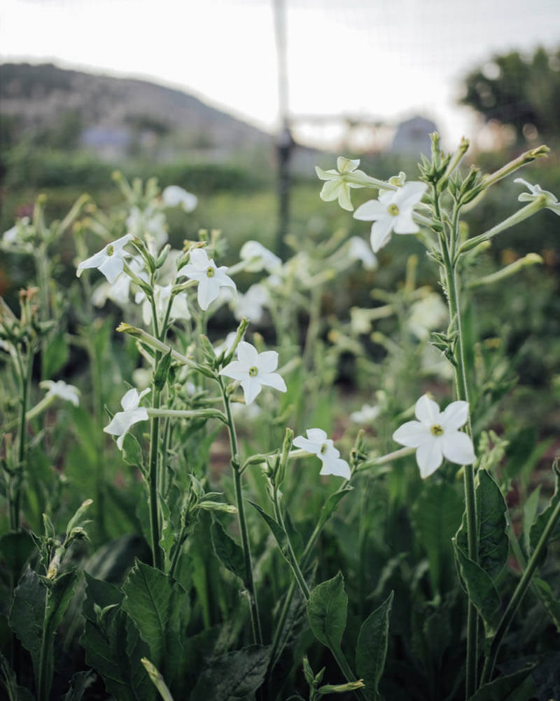 Nicotiana White Perfume Seeds