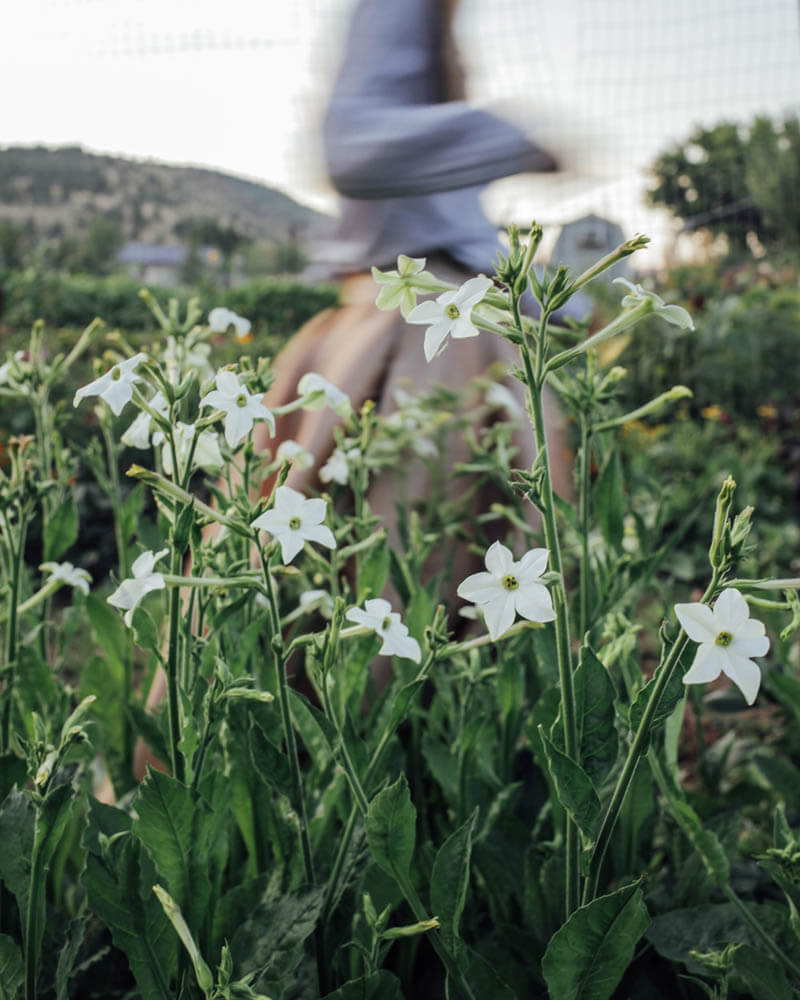 Nicotiana White Perfume Seeds