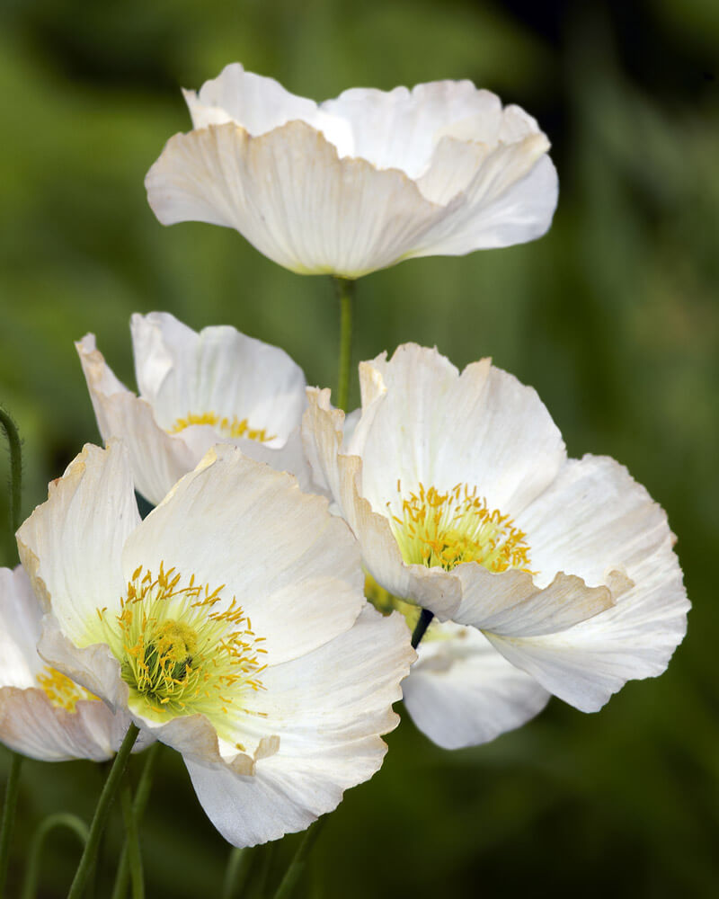 Shirley Poppy Bridal Silk Seeds