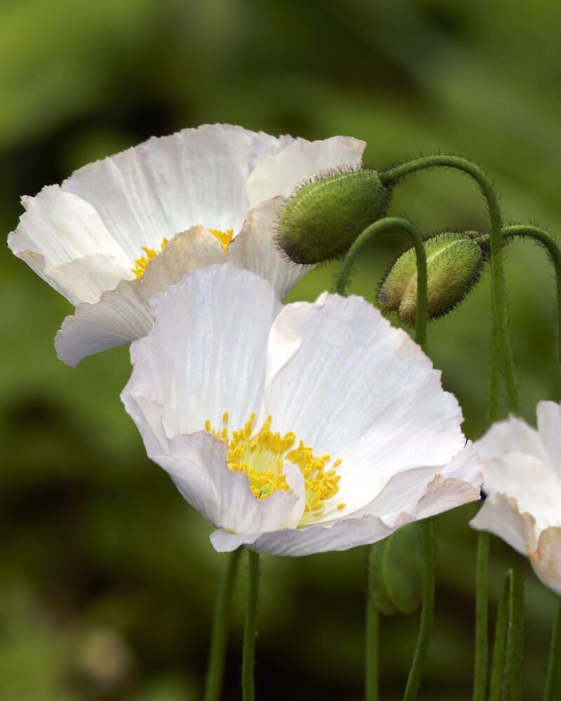 Shirley Poppy Bridal Silk Seeds