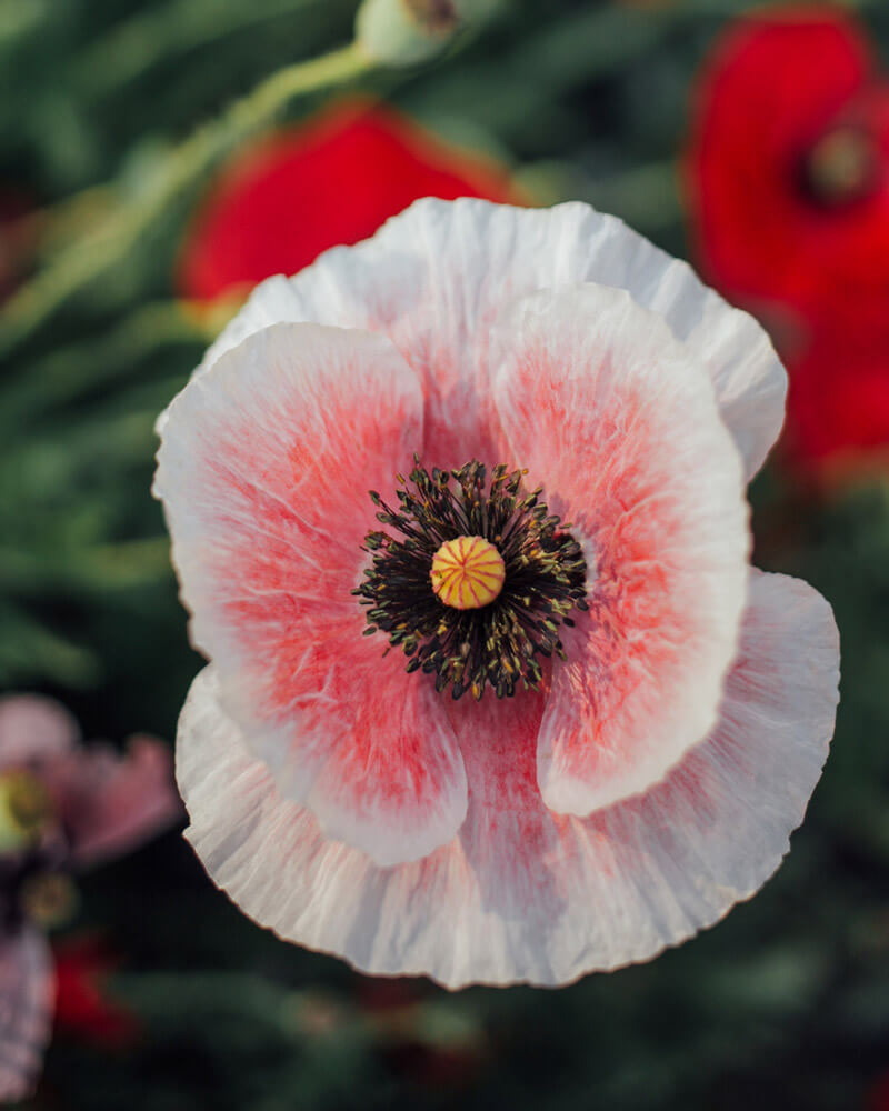 Shirley Poppy Mother Of Pearl Seeds