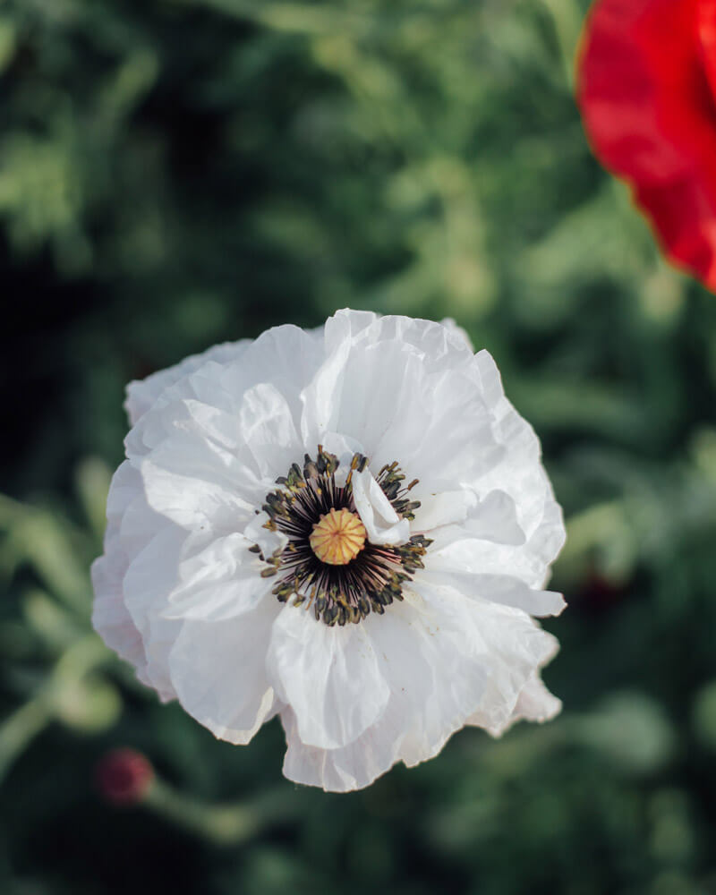 Shirley Poppy Mother Of Pearl Seeds