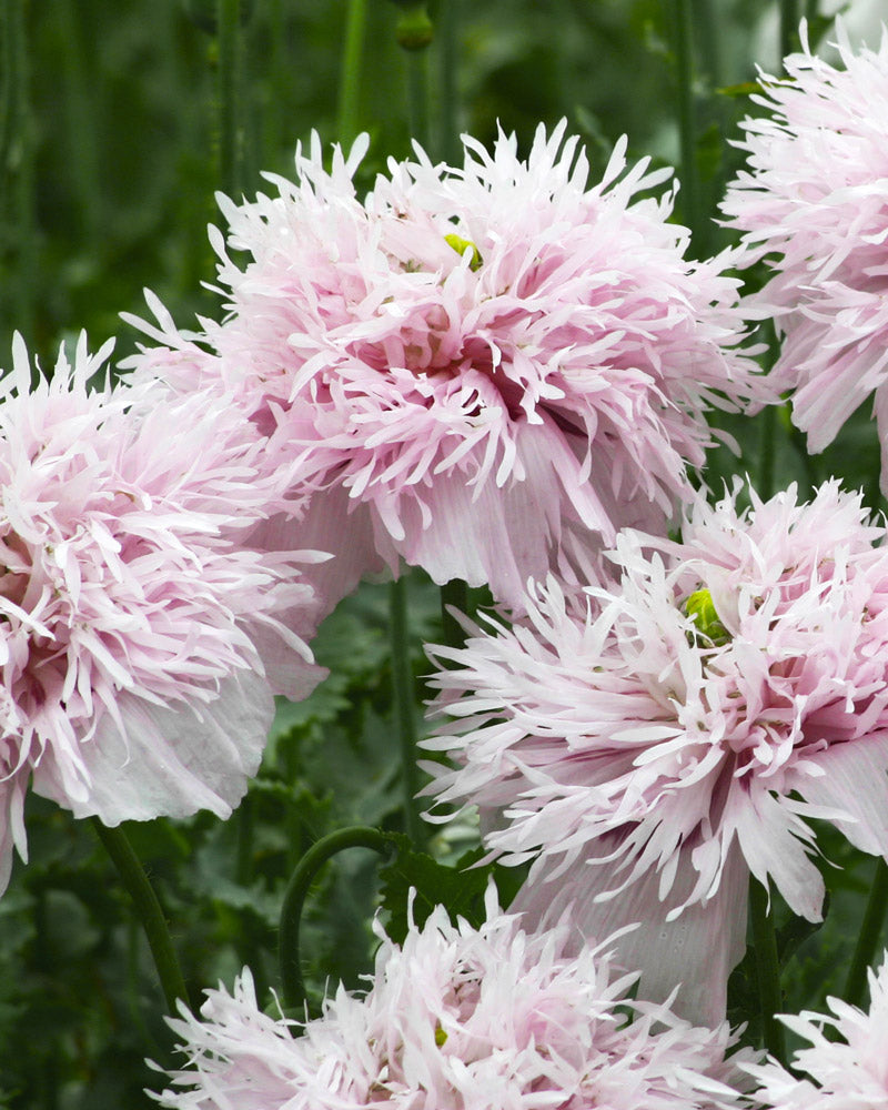 Breadseed Poppy Lilac Pompom Seeds
