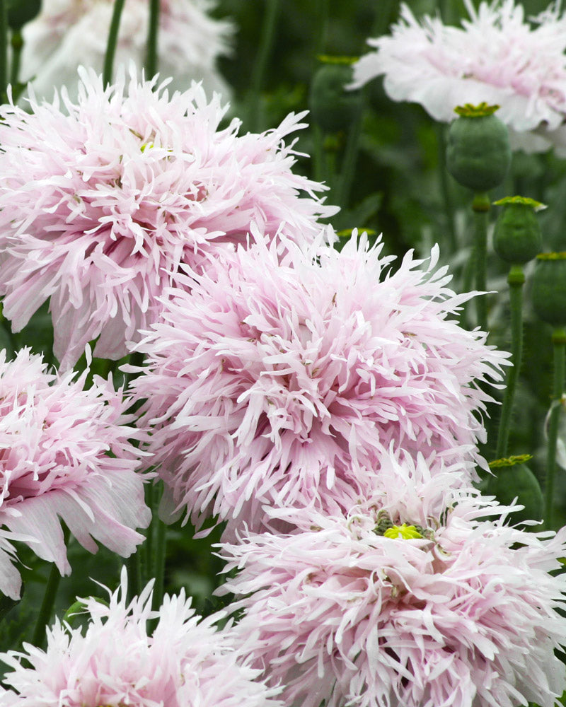 Breadseed Poppy Lilac Pompom Seeds
