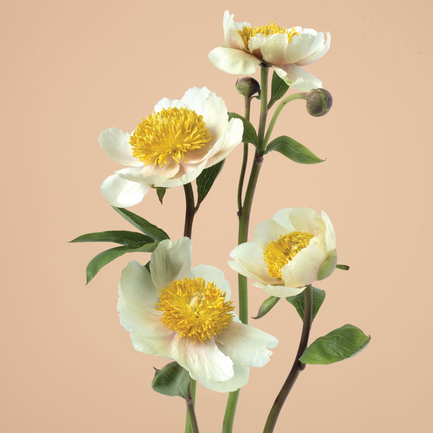 Peony Claire De Lune