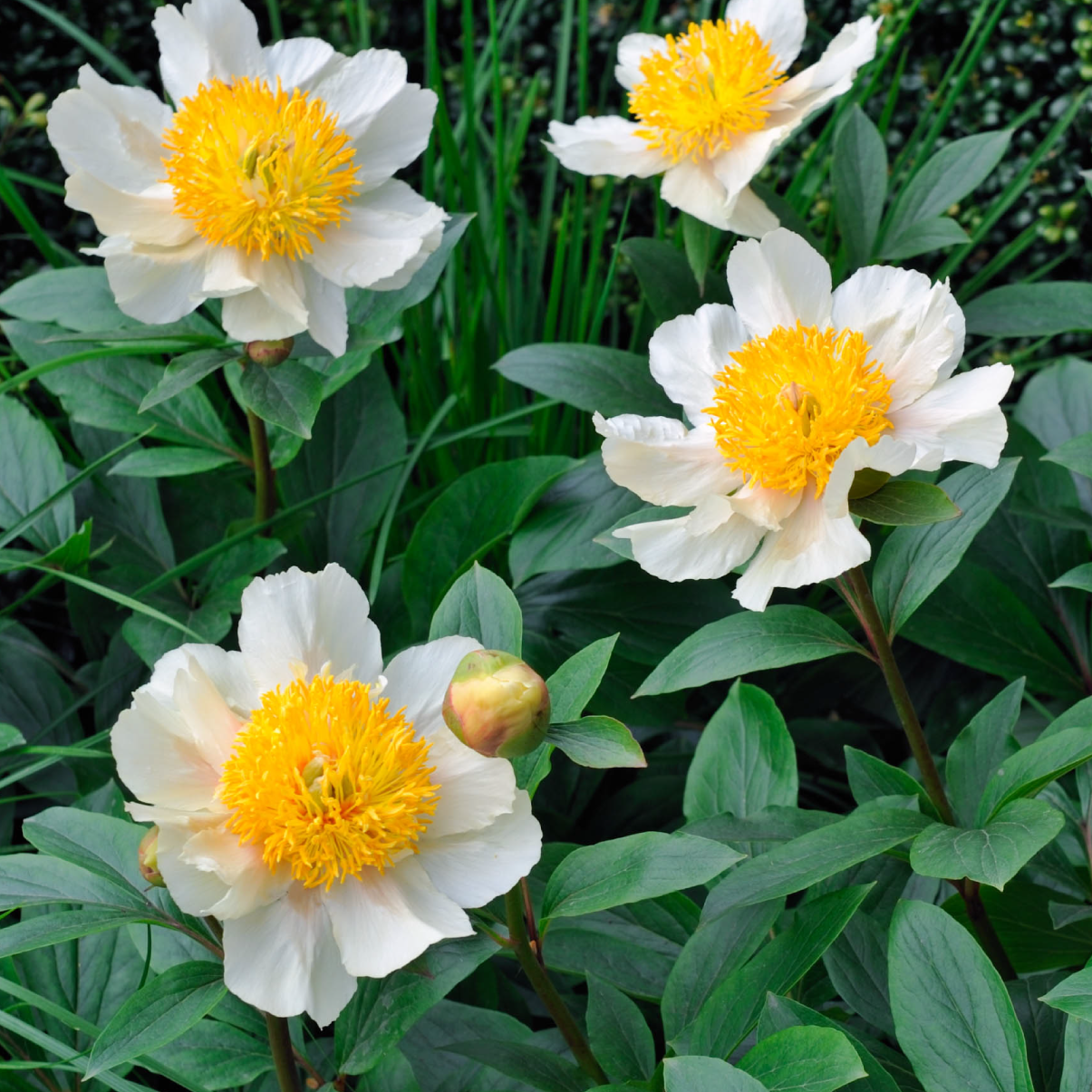 Peony Claire De Lune