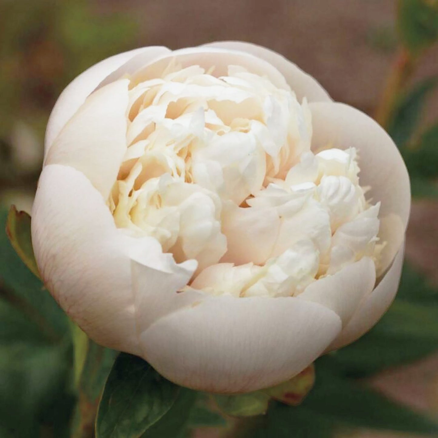 Peony Colonel Owen Cousins