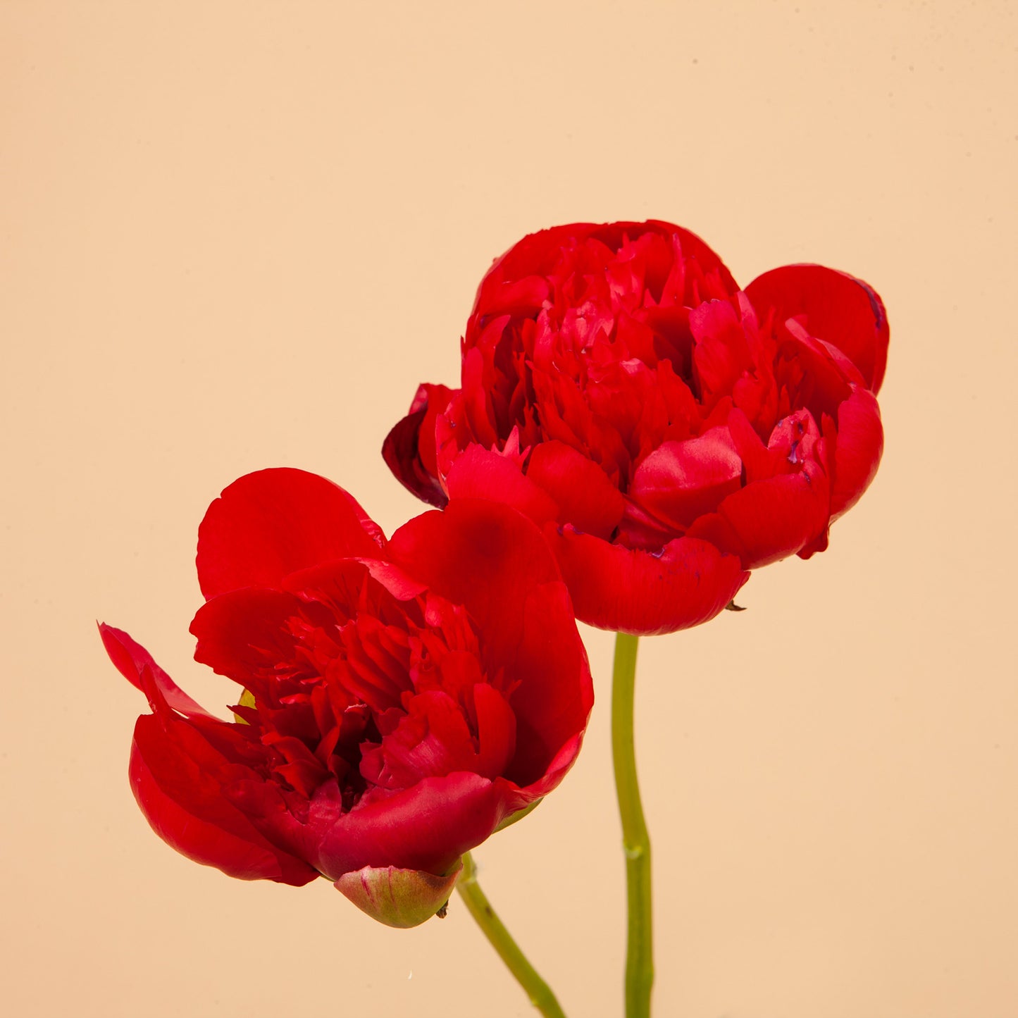 Peony Diana Parks