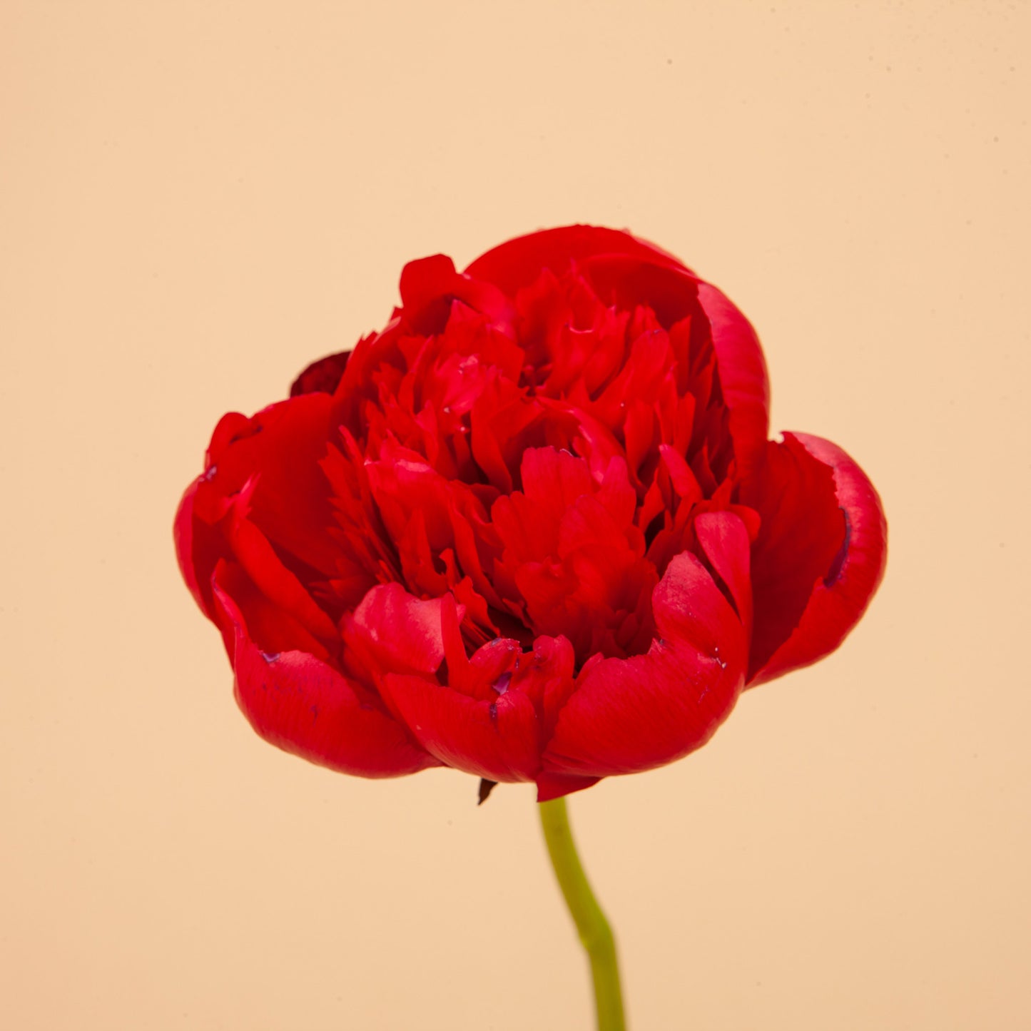 Peony Diana Parks